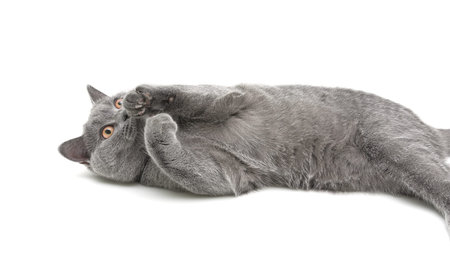 gray cat with yellow eyes lying on white の写真素材