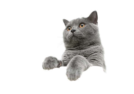 young cat with yellow eyes isolated on a white background. horizontal photo.の写真素材