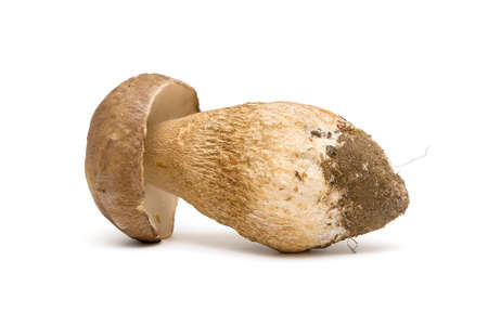 mushroom close-up isolated on white background. horizontal photo.の写真素材