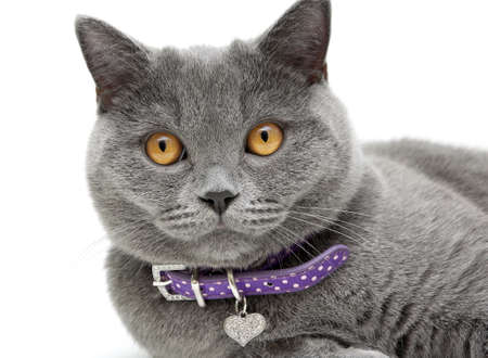Portrait of a gray cat with yellow eyes in purple collar on a white background. horizontal photo.の写真素材