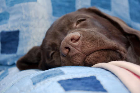 chocolate labrador retriever nose close-up. horizontal photo.の写真素材