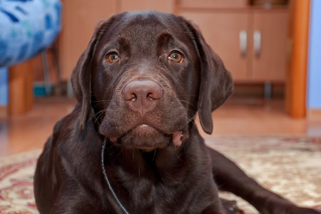 portrait of a puppy chocolate Labrador Retriever (age 5,0 months). horizontal photo.の写真素材