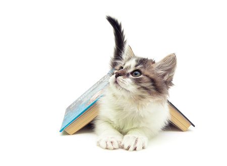 fluffy kitten lying under an open book isolated on white background. horizontal photo.