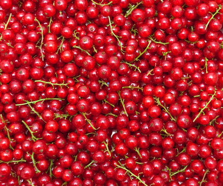 ripe juicy red currant berries. horizontal photo.