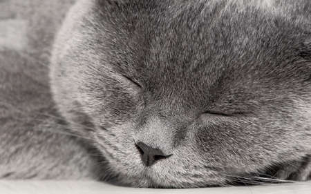 Portrait of a sleeping gray cat close up. horizontal photo.の写真素材
