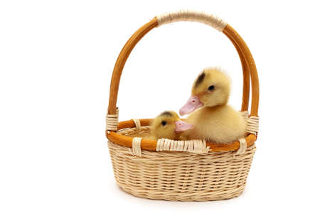 ducklings in a basket isolated on a white background. horizontal photo.の写真素材