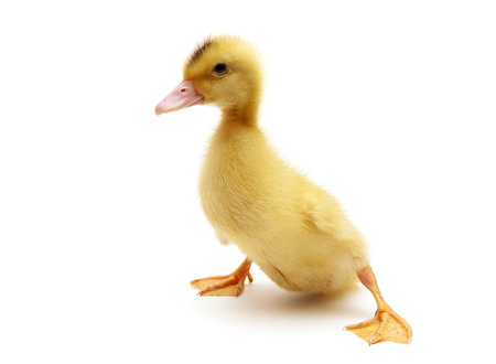 little duckling isolated on a white background. Horizontal photo.の写真素材