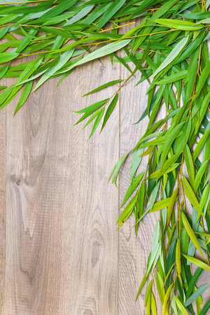 willow branch on a wooden background. vertical photo.