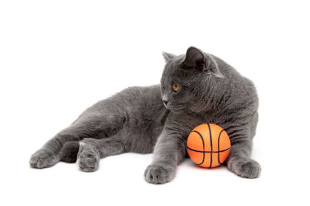 cat with an orange ball on a white background. horizontal photo.の写真素材