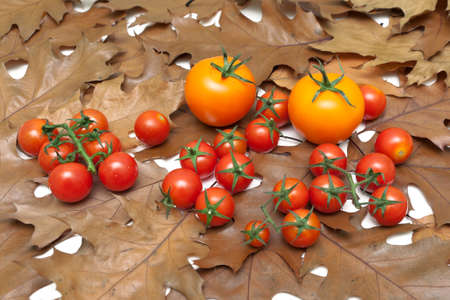 ripe tomatoes lying on the autumn leaves. horizontal photo.の写真素材