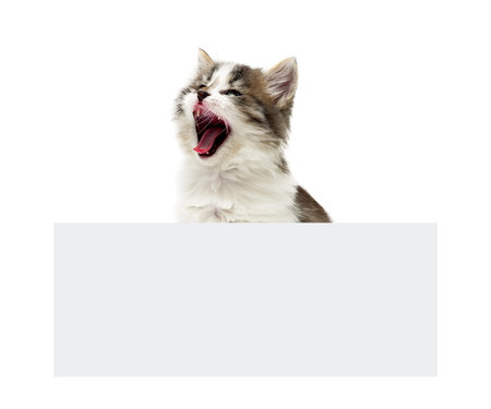 fluffy kitten sits behind the banner. white background - horizontal photo.の写真素材
