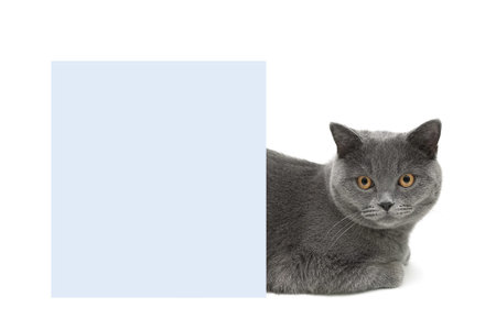 cat with yellow eyes lying behind a banner on a white background. horizontal photo.の写真素材