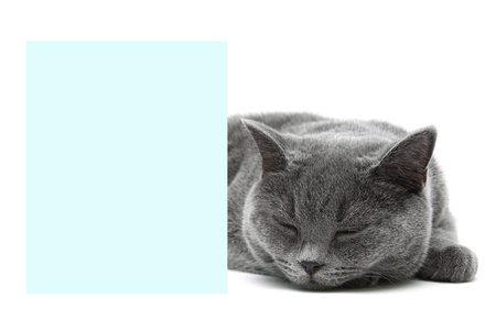 cat sleeps behind a banner on a white background. horizontal photo.の写真素材