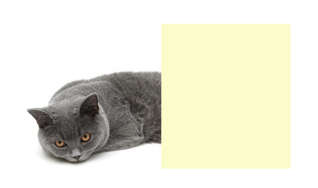 Young gray cat with yellow eyes lying about banner. horizontal photo - white background.の写真素材