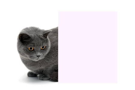 beautiful cat sitting behind a banner on a white background. horizontal photo.の写真素材