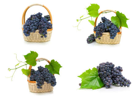 Ripe bunches of dark grapes on a white background. Horizontal photo.の写真素材