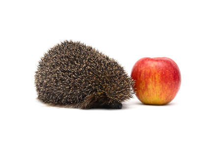 hedgehog and red apple isolated on white background. horizontal photo.の写真素材