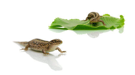 lizard on white background. horizontal photo.の写真素材