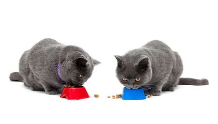cat eating food isolated on white background. horizontal photo.の写真素材