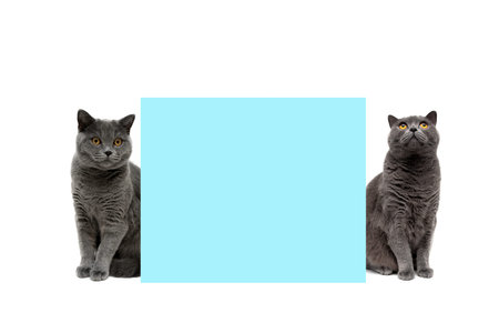 cats sit near the banner on a white background. horizontal photo.