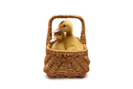 little ducklings sitting in a basket on a white background. Horizontal photo.の写真素材
