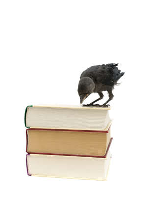 Jackdaw chick sitting on a stack of books on a whiteの写真素材