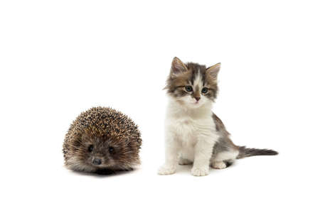 hedgehog and kitten on a white background. horizontal photo.の写真素材