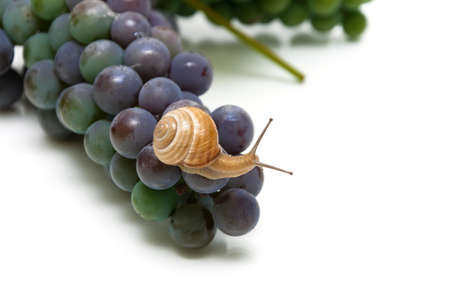 snail sitting on grapes on a white background. horizontal photo.の写真素材