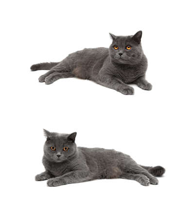 gray cat lying on a white background. Vertical photo.の写真素材