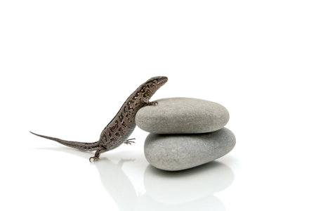 live small lizard sitting on a gray round stones on a white background. horizontal photo.の写真素材