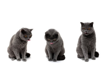 gray cat (Scottish straight) on a white background. horizontal photo.の写真素材