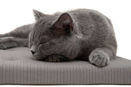 gray cat sleeps on a pillow. horizontal photo.の写真素材