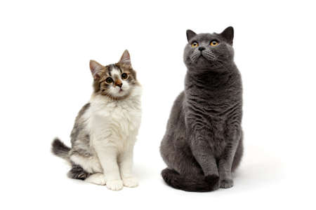 kitten and gray cat isolated on white background. horizontal photo.の写真素材
