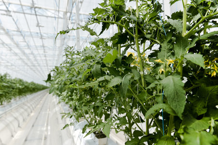 tomato blooming in the greenhouse