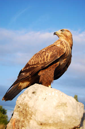 Beautiful hawk in natureの写真素材