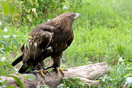 Beautiful hawk in nature