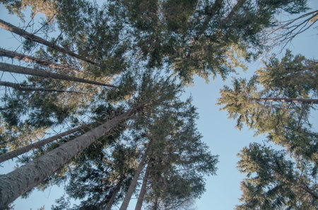 Green pine trees in the blue sky