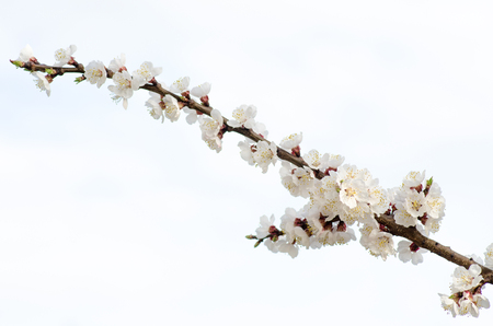 Cherry blossoms white in April against the skyの写真素材