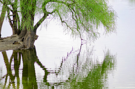Willow over the water bent branches to the lake