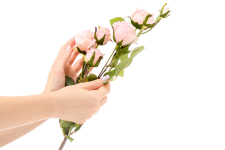 Female hand holding a branch of pink roses on a white background isolationの写真素材
