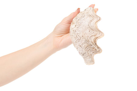 Female hand holding seashells oceans on white background isolation