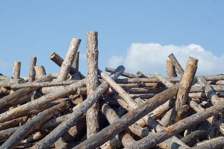 Logs dumping trunks logs in bulk natureの写真素材