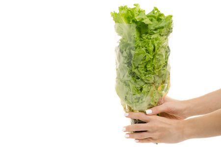 Female hands with lettuce leaves on white background isolationの写真素材