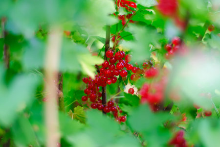 Red currant on a branch in green leaves