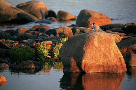 Bird with fish on a rock in the lake in the evening