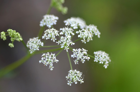 Cow parsley with spider web and spidersの写真素材