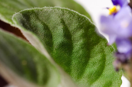 Leaf of a plant violet pattern texture macroの写真素材