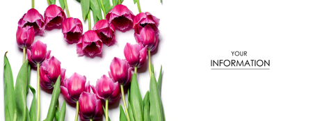 Heart tulips flowers bouquet pattern on white background isolationの写真素材