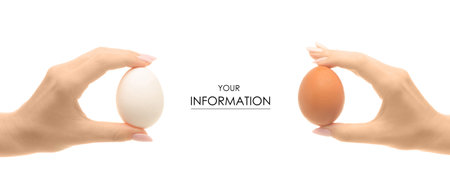 Chicken egg in a hand set pattern on a white background isolationの写真素材