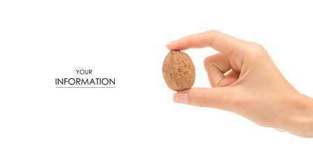 Female hand with walnut pattern on white background isolation